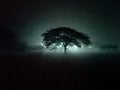 Night Tree  dakness Royalty Free Stock Photo