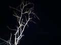 A night tree