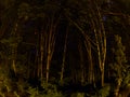 Night Trees Fisheye Royalty Free Stock Photo