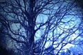 The night under the branch Royalty Free Stock Photo