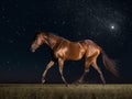 A Night Under Stars at The Irish Derby