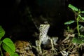 Lizard endemic to Sri Lanka 1 Royalty Free Stock Photo