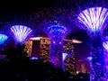 Night view of the artificial trees of the Gardens of the Bay with its spectacular lighting in blue tones and the Hotel Marina Bay