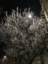 Night view of blooming flowers of a fruit tree by the light of a lantern. branches with flowers.