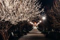 Night view of the city park with leafless trees and benches. In the foreground a lush fruit tree blossoming in white flowers illum Royalty Free Stock Photo