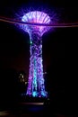 A night view of colorful super tree at garden by the bay