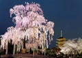 Night view of the famous Five-Story Pagoda & blossoms of a giant sakura tree in Toji Temple, Kyoto