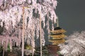 Night view of the famous Five-Story Pagoda of Toji Temple and blossoms of a giant sakura tree in Kyoto