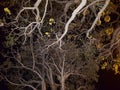 The night view of Handroanthus chrysotrichus, grey branches, twigs and leaves with yellow flowers highlight