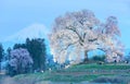 Night view of illuminated Wanitsuka Sakura a 300 year old cherry tree on a hill with snow-capped Mount Fuji in the background