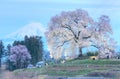 Night view of illuminated Wanitsuka Sakura a 300 year old cherry tree on a hill with snow-capped Mount Fuji in the background Royalty Free Stock Photo