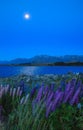 Night View Of Lake Tekapo Landscape And Lupin Flower Field, New Zealand. Various, Colorful Lupin Flowers In Full Bloom.