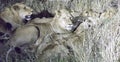 Night view of Lions eating a buffalo