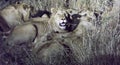 Night view of Lions eating a buffalo