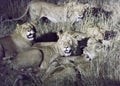 Night view of Lions eating a buffalo
