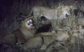 Night view of Lions eating a buffalo