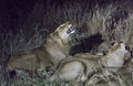 Night view of Lions eating a buffalo