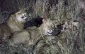 Night view of Lions eating a buffalo