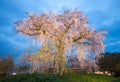 Night view of maruyama park Royalty Free Stock Photo