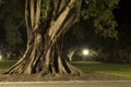 Night view of an old Tree trunk in Sydney CBD.