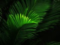 Night view of palm tree