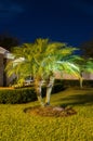 Night view of a palm tree Royalty Free Stock Photo