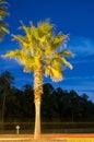 Night view of a palm tree Royalty Free Stock Photo