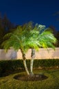 Night view of a palm tree Royalty Free Stock Photo