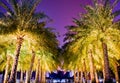 Night view palm trees at Huacheng Hui Royalty Free Stock Photo