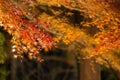 Night view of the red maple trees and garden at Daigo-ji Temple, Kyoto, Japan Royalty Free Stock Photo