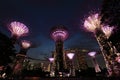 Night view of Singapore's Supertree Grove and the Marina Bay Sands