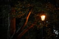 Night view of street lamp in a garden with a tree Royalty Free Stock Photo