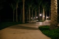 Night view walkway with tropical palm trees in the light of the lantern. Night tropical park with palms and lanterns