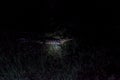 Night view of Yacare caiman Royalty Free Stock Photo