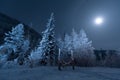 Winter Forest with the Moon at night