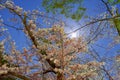 Moonlight and cherry blossoms in Wakayama castle park in Wakayama, Japan