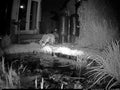 Night Vision Camera image of an urban fox and garden pond Royalty Free Stock Photo