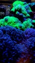 Night vision from green star polyp corals Royalty Free Stock Photo