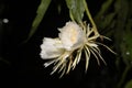 night white flower lady of the night fragrant rose garden plant, natural botany Brahma Kamal Saussurea obvallata