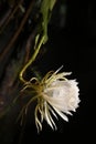 night white flower lady of the night fragrant rose garden plant, natural botany Brahma Kamal Saussurea obvallata