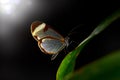 Night wildlife. Nero Glasswing, Greta nero, close-up portrait of transparent glass wing butterfly on green leaves. Insect in the Royalty Free Stock Photo