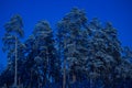 night in winter forest