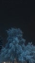 Night winter photografy of the tree Royalty Free Stock Photo