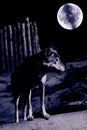 Night wolf Royalty Free Stock Photo