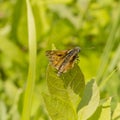 Night yellowish butterfly Royalty Free Stock Photo