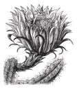 Nightblooming Cereus or Queen of the Night or Large-flowered Cactus or Sweet-Scented Cactus or Vanilla Cactus or or Selenicereus