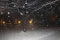 Nightime snow in the neighborhood with stark winter tree and Christmas lights across the street - bokeh - black white and gold