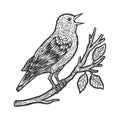 Nightingale bird sketch vector illustration