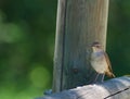 Nightingale on fence