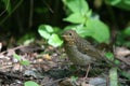 Nightingale on the forest bed Royalty Free Stock Photo